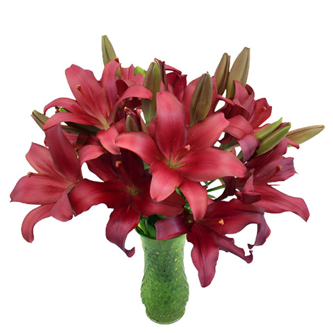 Cranberry Dust Hybrid Lilies