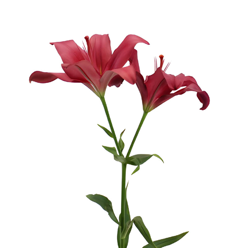 Cranberry Dust Hybrid Lilies