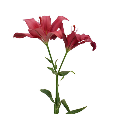 Cranberry Dust Hybrid Lilies