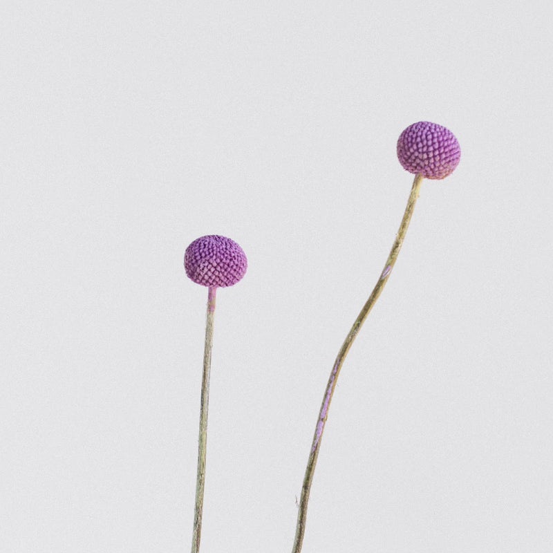 Lily Lavender Billy Ball Flower Stem - Image