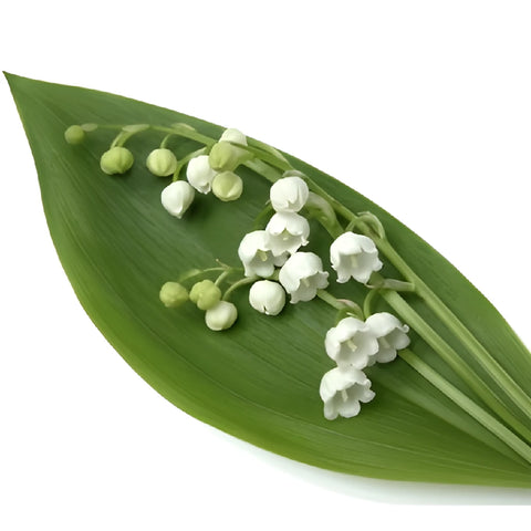Lily of the Valley Flower