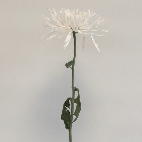 Lime Eyed Creamy White Flower Stem - Image