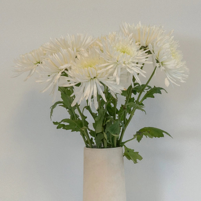 Lime Eyed Creamy White Flower Vase - Image