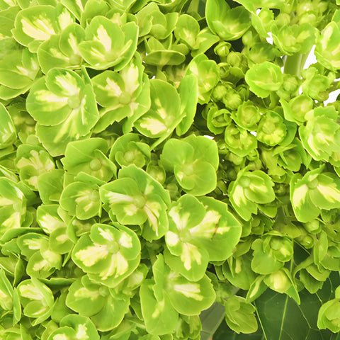 Lime Green Clover Hydrangea Wholesale Flower Up close
