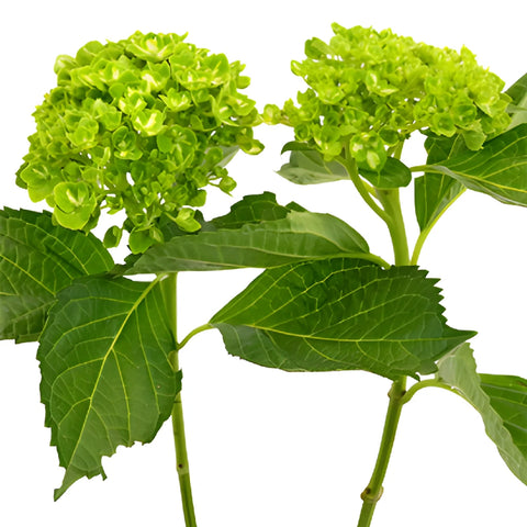 Lime Green Clover Hydrangea Stem View