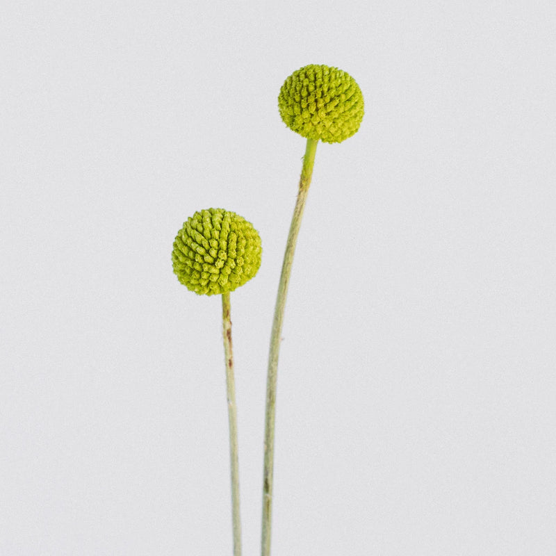 Lime Green Craspedia Billy Ball Stem - Image