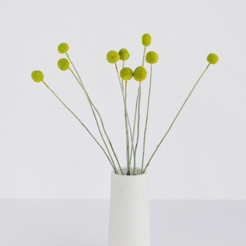 Lime Green Craspedia Billy Ball Vase - Image