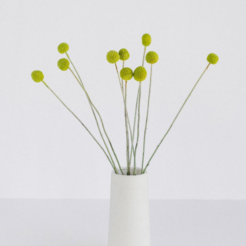 Lime Green Craspedia Billy Ball Vase - Image