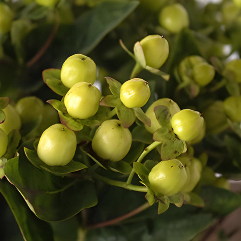 Lime green hypericum berry DIY wedding flowers