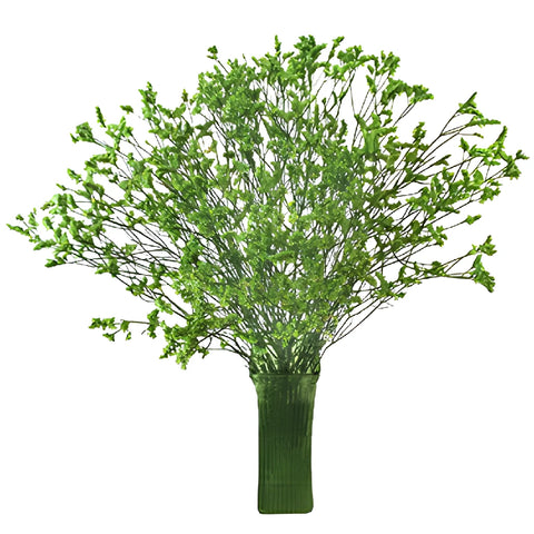 Bright Green Airbrushed Limonium Flowers