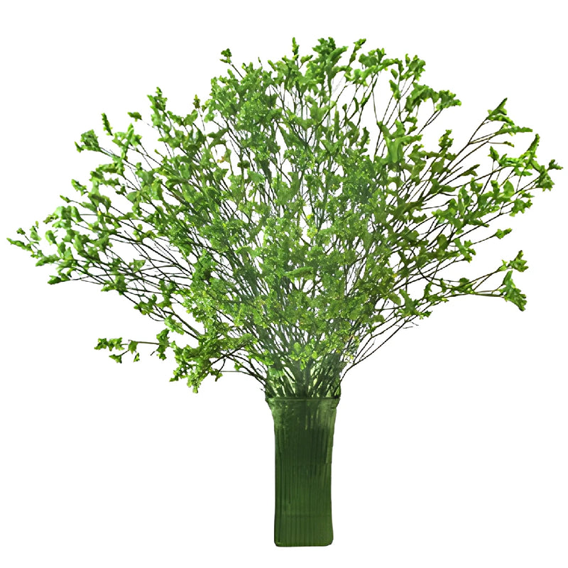 Bright Green Airbrushed Limonium Flowers