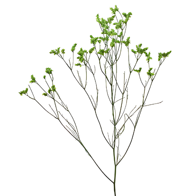 Bright Green Airbrushed Limonium Flowers