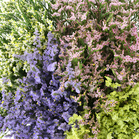 Farm Mix Limonium Flowers