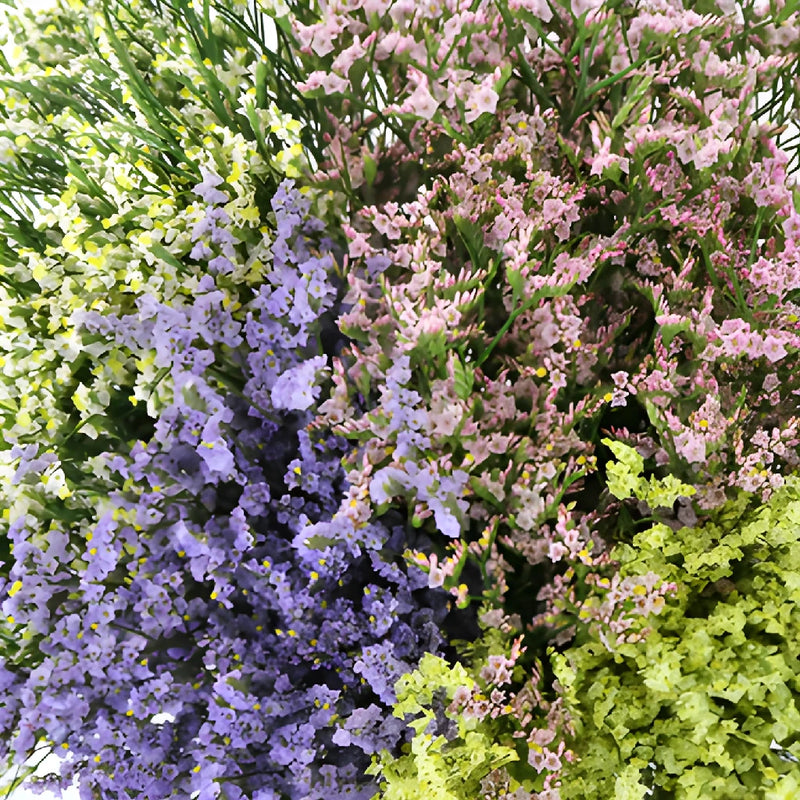 Farm Mix Limonium Flowers