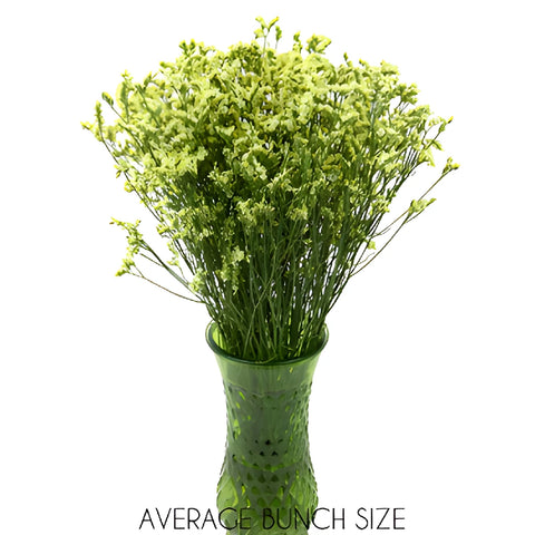 Yellow Limonium Flowers