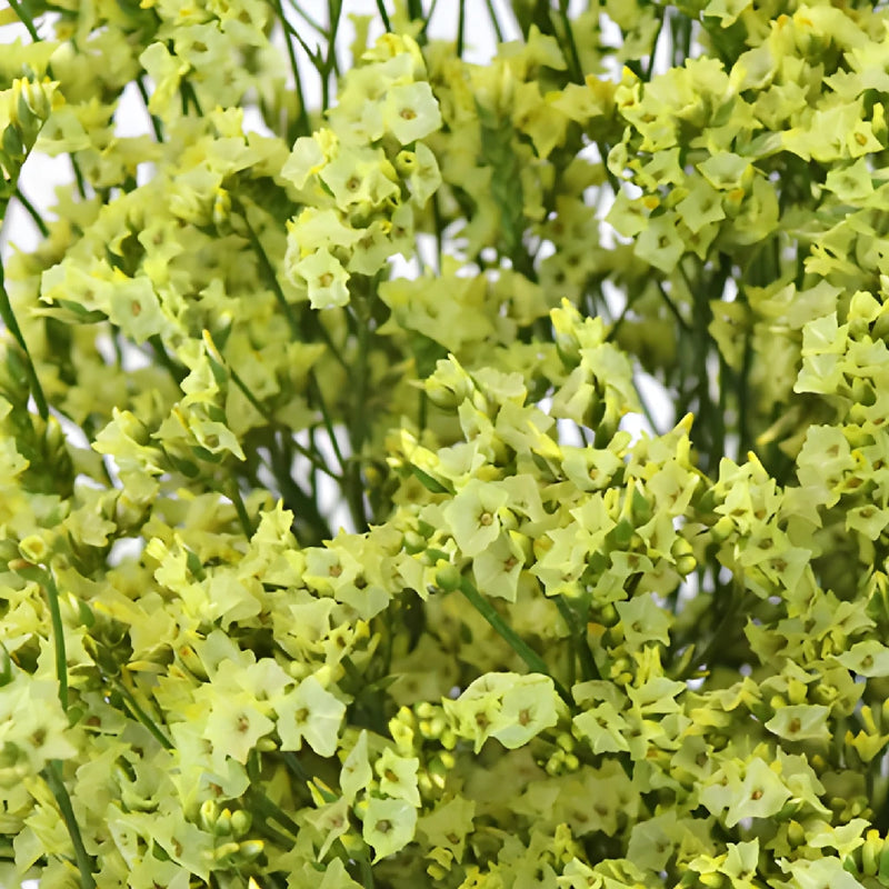 Yellow Limonium Flowers