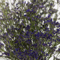 Limonium Purple Flower - Image