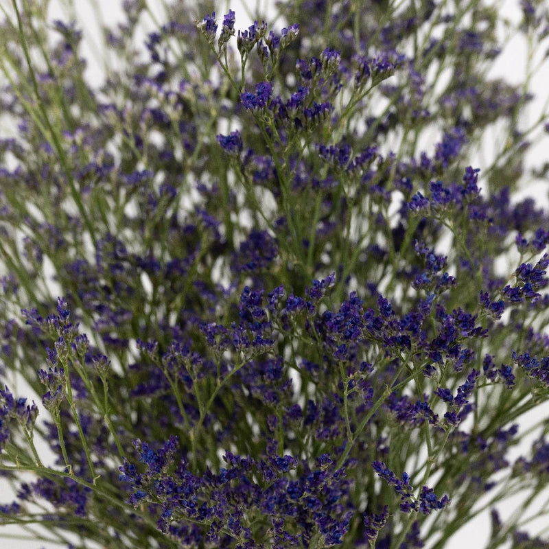 Limonium Purple Flower - Image
