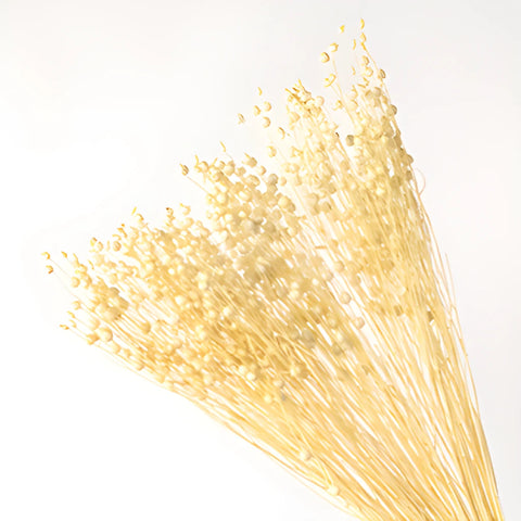 Dried linum flax wholesale flowers