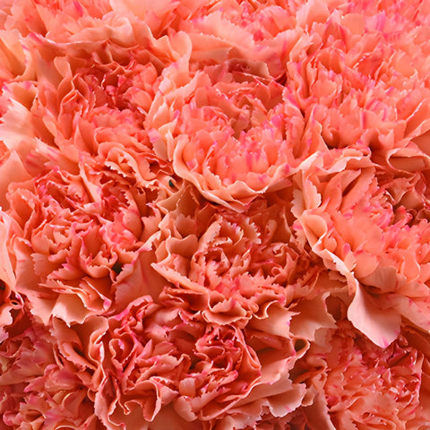 Lion King Peachy Red Wholesale Carnations Up close