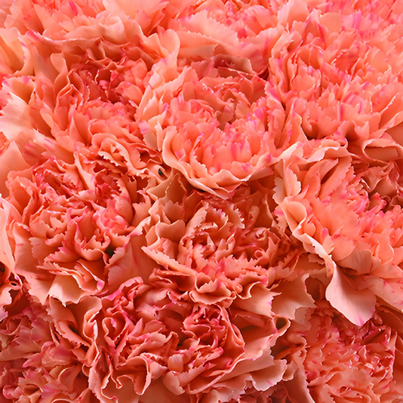 Lion King Peachy Red Wholesale Carnations Up close