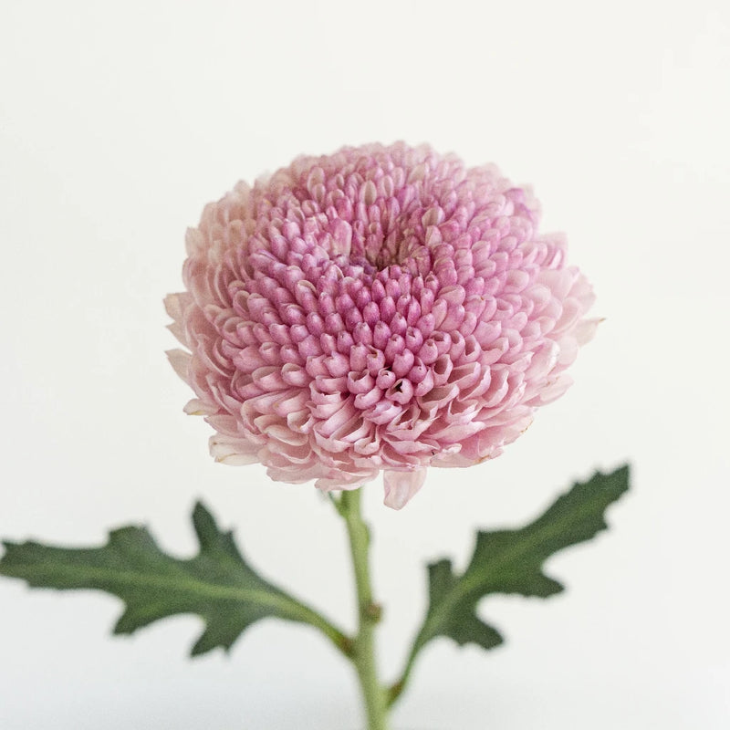 Lipgloss Stem - Image