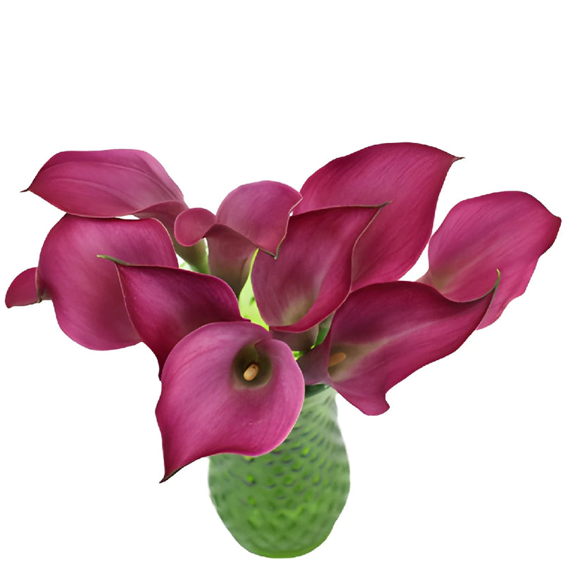 Dark Pink Mini Calla Lily Flower