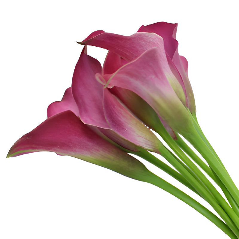 Dark Pink Mini Calla Lily Flower