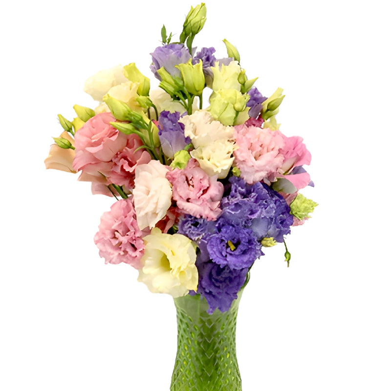 Farm Choice Frill Lisianthus Wholesale Flower In a vase