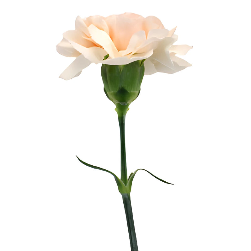 Lizzy Peachy Pink Champagne Carnations side stem