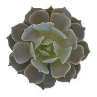 Buy succulents wholesale