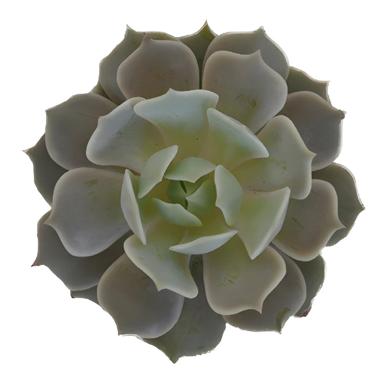 Buy succulents wholesale