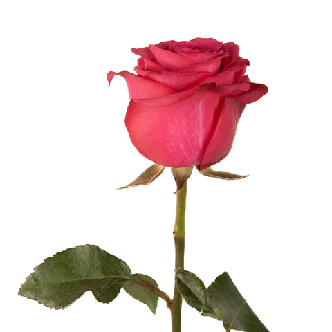 Lola Shade Bulk Rose Stem - Image