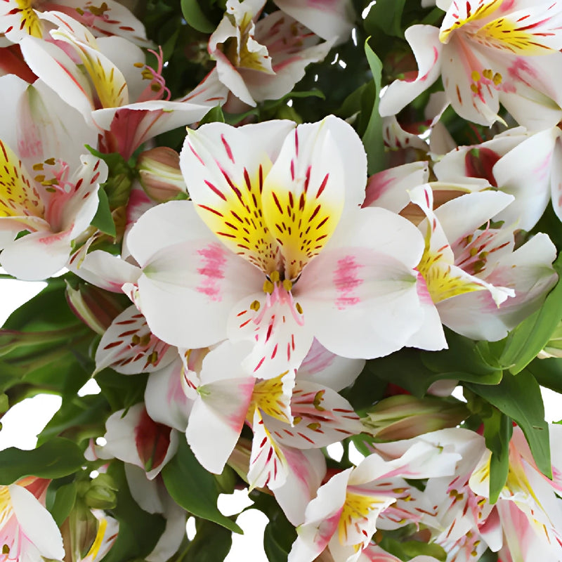 Look at that Alstroemeria Flower Up Close