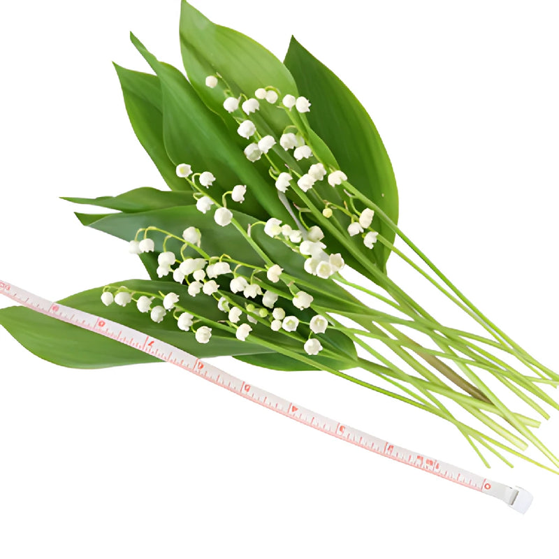 Lily of the Valley Flower