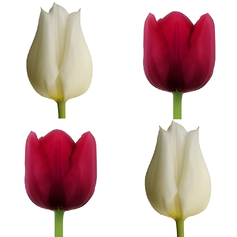 Love Pack Bulk Tulip Flowers - Image