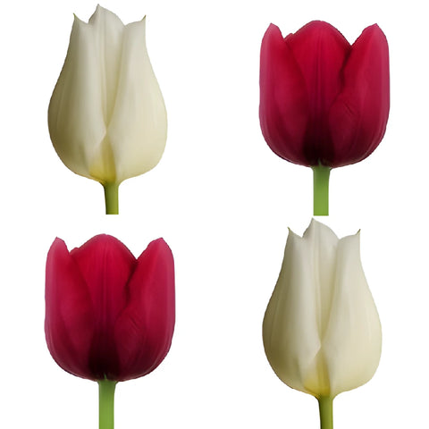 Love Pack Bulk Tulip Flowers - Image