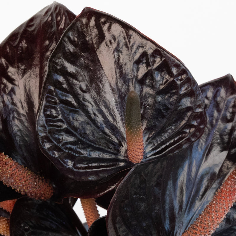 Lovely Black Anthurium Flower Close Up - Image