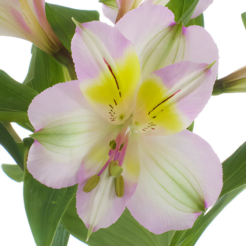 Lovely Lilac Peruvian Lily Alstromeria Flower Up Close