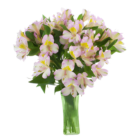 Lovely Lilac Peruvian Lily Alstromeria Flower in a Vase