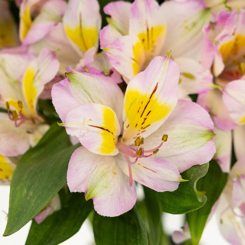 Lovely Lilac Peruvian Lily Close Up - Image