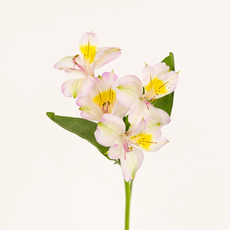 Lovely Lilac Peruvian Lily Stem - Image