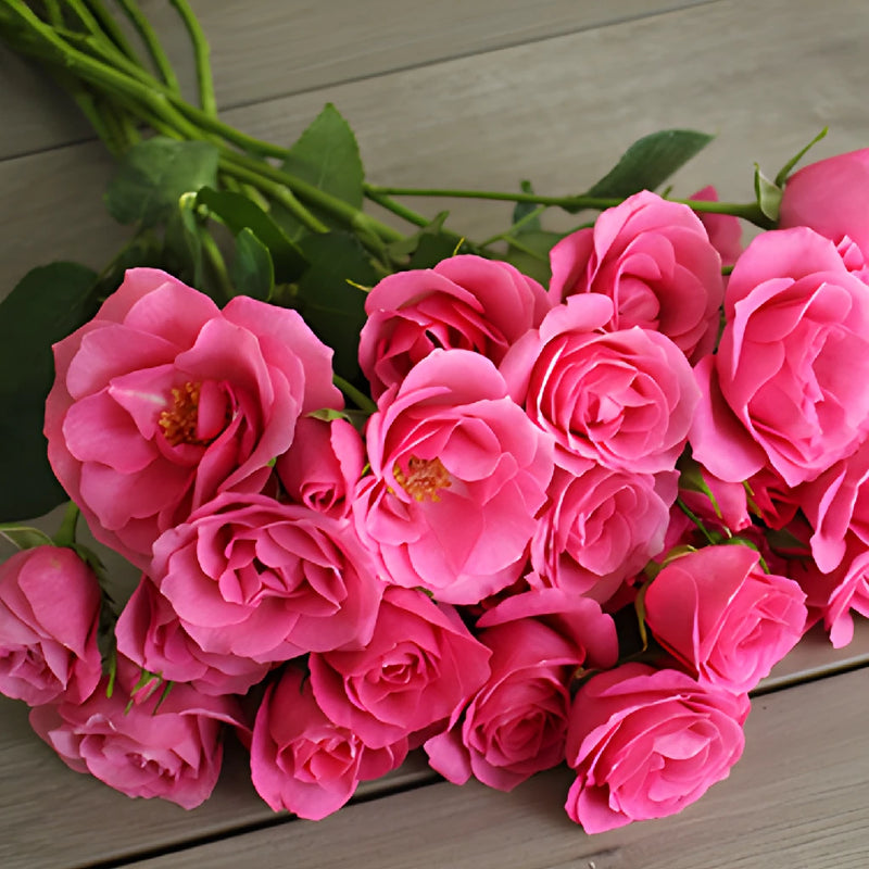 Raspberry Spray Roses