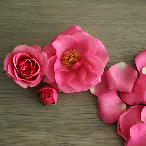 Lovely Lydia Hot Pink Spray Rose Side Stem View