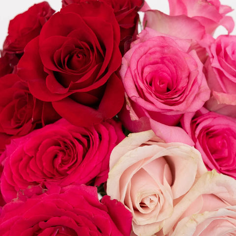 Lovely Valentines Day Rose Mix Close Up - Image