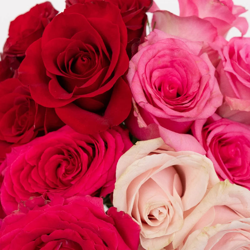 Lovely Valentines Day Rose Mix Close Up - Image