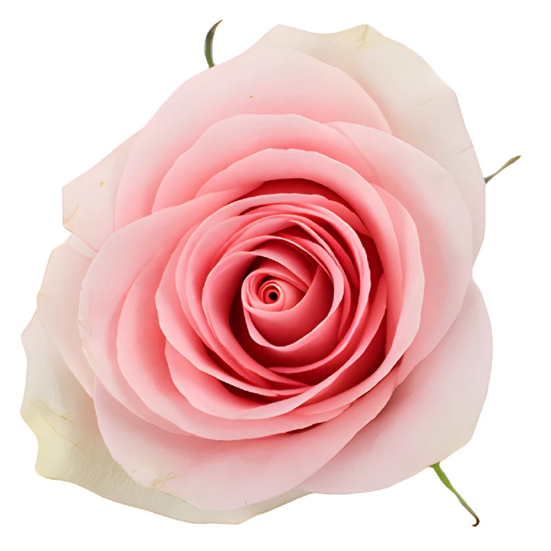 Luciana Light Pink Rose