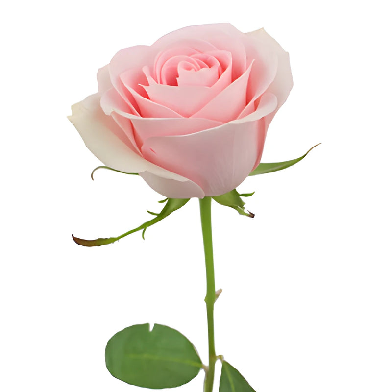 Wonder Rose LED Diode Red 3mm 500~750mcd 20mA 70° THT Niveau - Foto 9