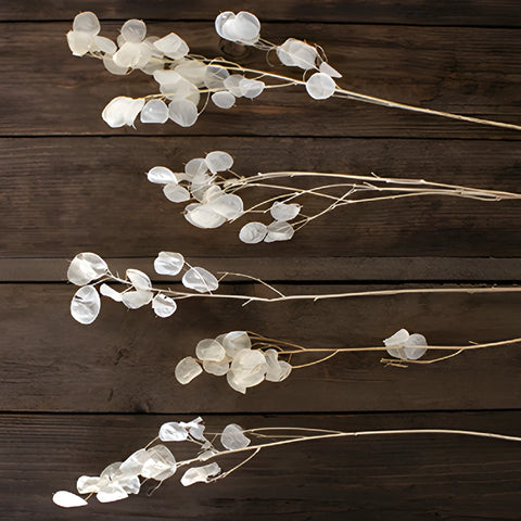 Dried lunaria buy wholesale flowers online