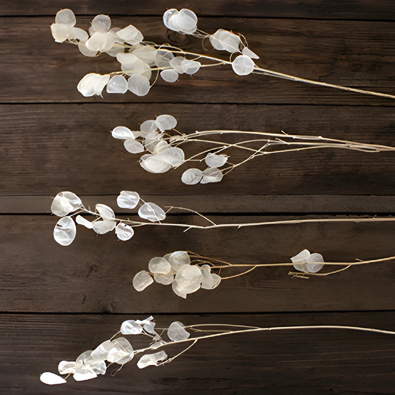 Dried lunaria buy wholesale flowers online